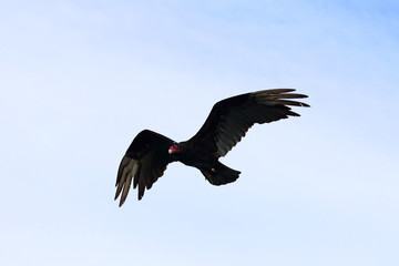 Flying condor