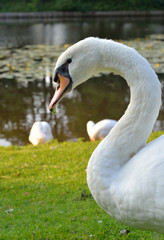 Swan on grass.