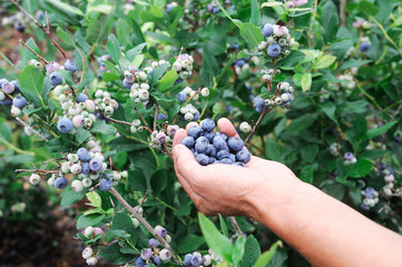 Naklejka na ściany i meble close up on blueberry in hands