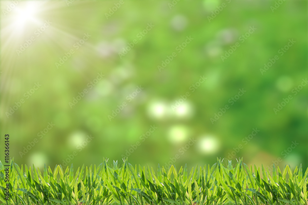 Wall mural fresh grass abstract background, bright field with sunlight, beautiful nature at spring, soft focus,