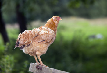 Hen's portrait