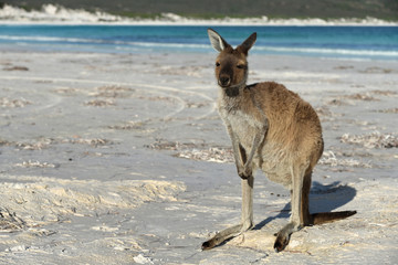 Kangaroo on the beach