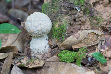 Unknow mushroom