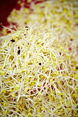 Bean sprouts 