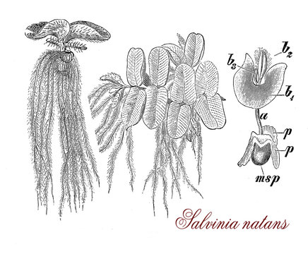 Salvinia natans or floating fern, botanical vintage engraving