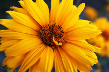 Yellow Flower
