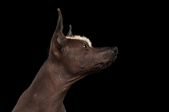 Closeup portrait of Xoloitzcuintle - hairless mexican dog breed, on Isolated Black background, Raising nose, Profile view