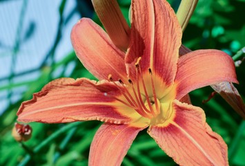 Orange tiger lily in the early spring