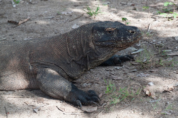 Komodo Dragon - The big one