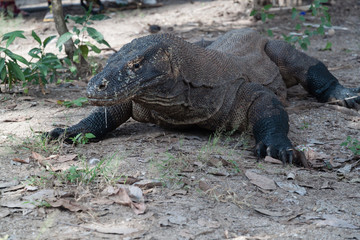Komodo Dragon