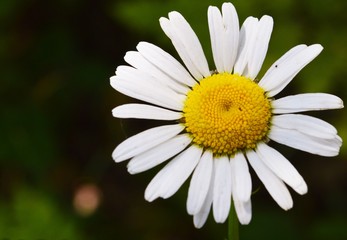 Fototapeta premium Close up of a wild daisy in northern Michigan