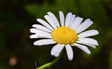Wild daisy alone in northern Michigan