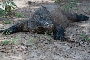 Dragón de Komodo (Varanus komodoensis)