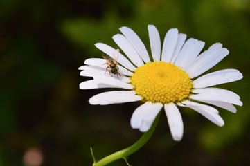 Wild daisy alone in northern Michigan