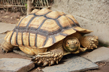 Giant land tortoise