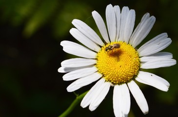 Obraz premium Wild daisy alone in northern Michigan