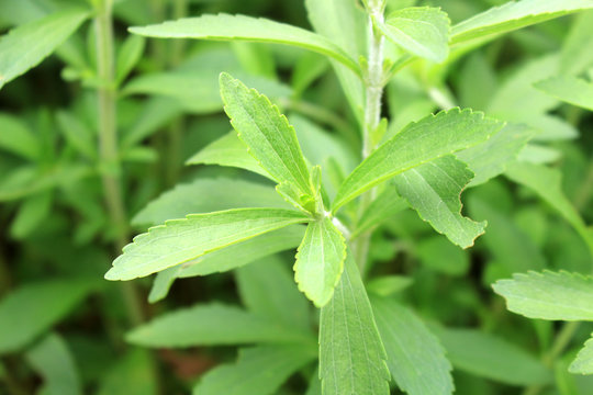Stevia herb field