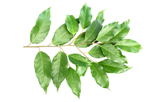 White cheesewood leaf on isolate white background