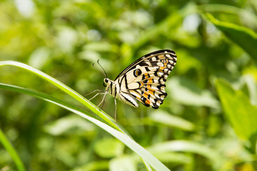 Fototapeta premium butterfly on green plant