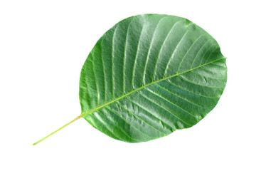 Obraz premium Santol leaf isolated on white background