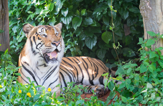 Big Bengal tiger