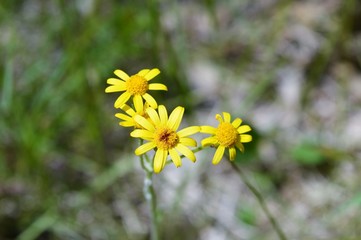 Pretty little yellow wild flowers