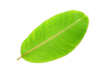Banana leaves leaf isolated on white background