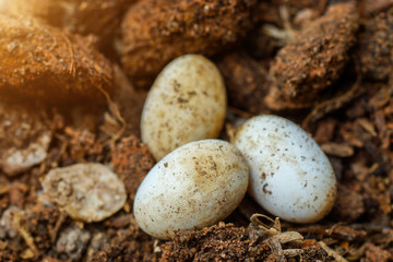 Cobra eggs on the ground.