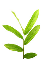 Galanga tree (Alpinia galanga SW) isolated on white background