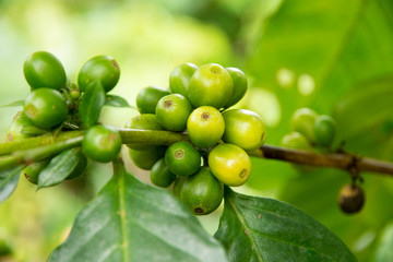 Coffee beans on tree in farm