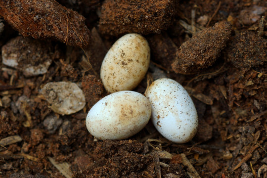 Cobra eggs on the ground.