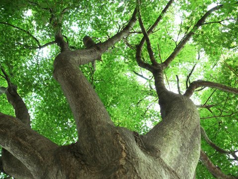 けやきの木 Images – Browse 48 Stock Photos, Vectors, and Video