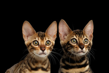 Closeup Portrait of Two Young Bengal Kittens on Isolated Black Background, Front view, Sister and Brother, wild breed with tabby gold fur