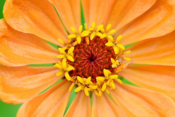 Closeup of orange flower.