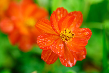 Beautiful red flowers.