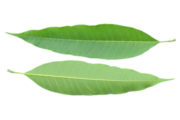 Obraz premium mango leaves isolated on white background