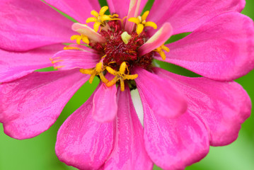 Closeup of a pink flower.