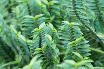 Thai herbs.Homalocladium platycladum (centipede plant, tapeworm