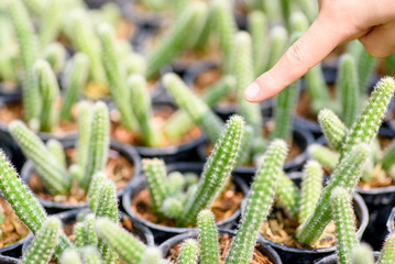 Kid hand touching cactus