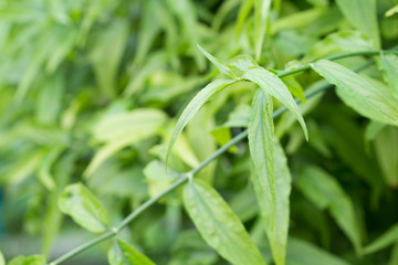Thai herbs.Clinacanthus nutans is a species of plant in Acanthac