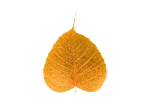 Abstract of pho leaf ( Bodhi Tree) isolate on white background w