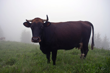 Cows grazing on mountain meadow