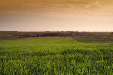 Obraz premium Bright sunset over wheat field.