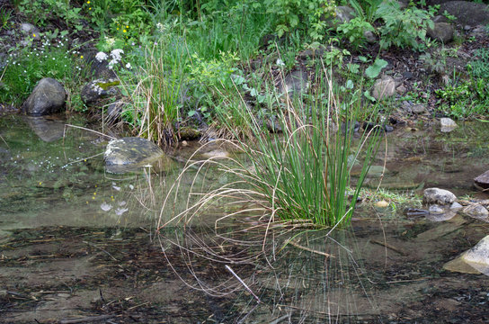 green reed grass in the water, with reflection