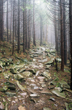 Beautiful summer forest mountain path