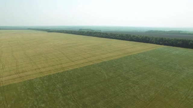 Field of green rye and golden wheat swaying in the wind.Drone flying backwards. Agriculture industry scene. Summer season time. 4KAerial stock footage clip
