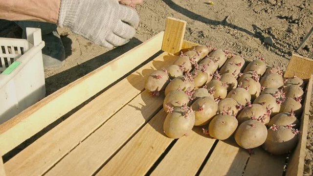 UHD video - Seeds of potatoes carefully placed in a box