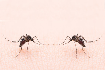 Aedes aegypti Mosquito. Close up a Mosquito sucking human blood,