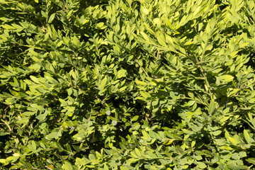This is a photograph of Green Leaves background