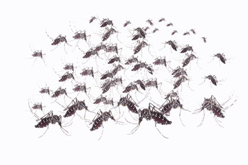 Aedes aegypti Mosquito. Close up a Mosquito sucking human blood,